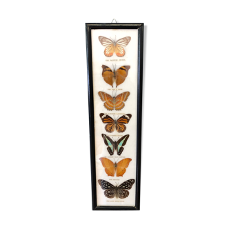 Cadre 7 papillons naturalisés