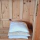 Antique fir wardrobe