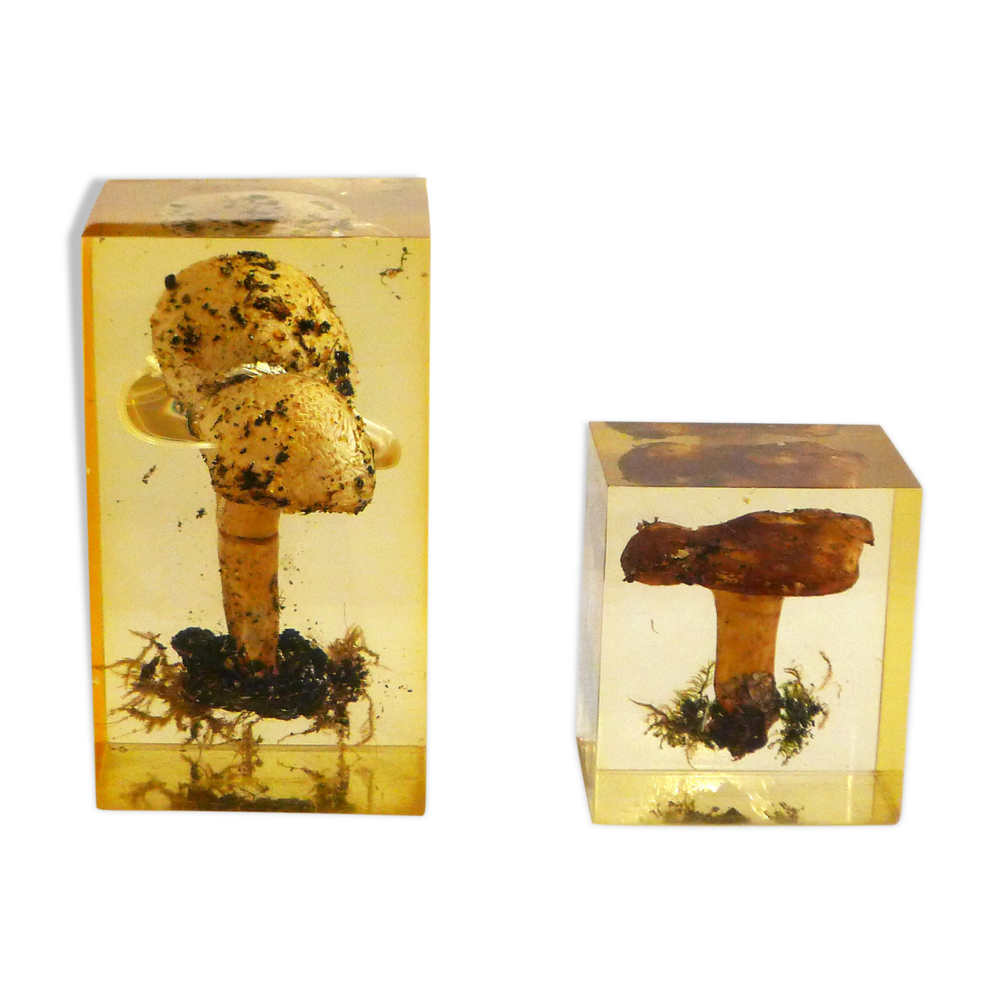 2 inclusions resin Mushrooms