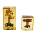 2 inclusions resin Mushrooms