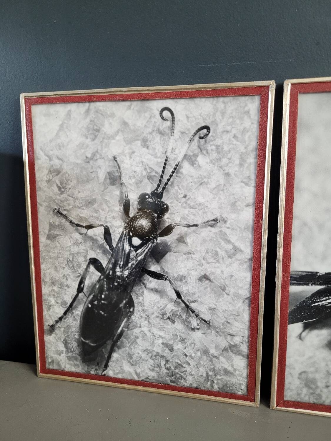 Pair of old silver photographs of insects S Celebonovic