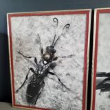 Pair of old silver photographs of insects S Celebonovic