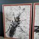 Pair of old silver photographs of insects S Celebonovic