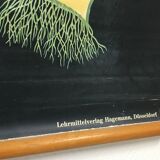 Tulip botanical poster by Jung Koch Quentell
