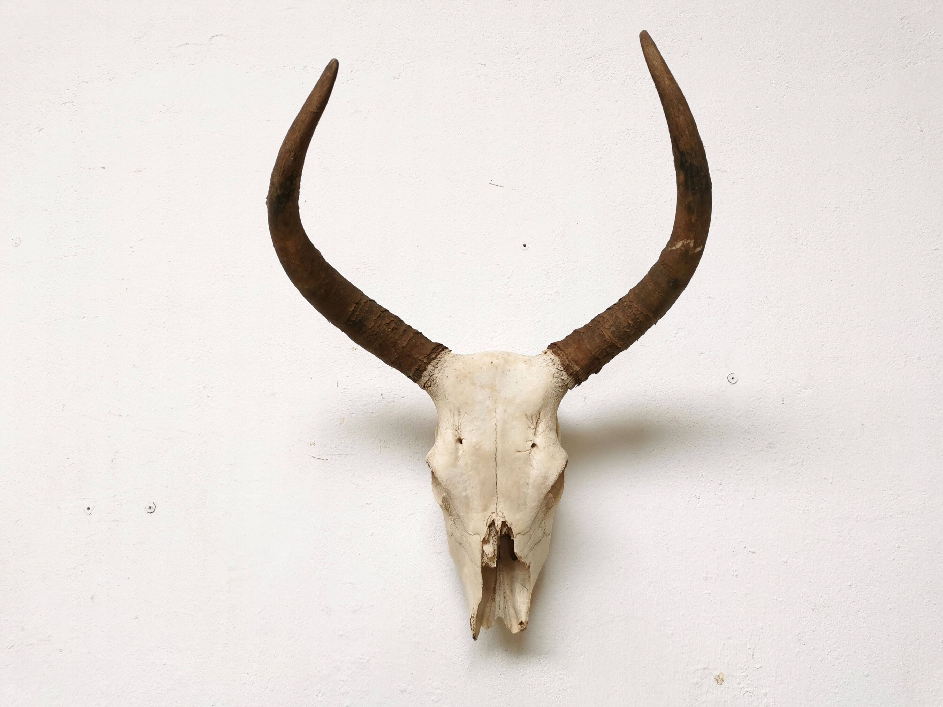Zebu head hunting trophy massacre