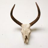 Zebu head hunting trophy massacre