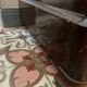 Louis Philippe chest of drawers