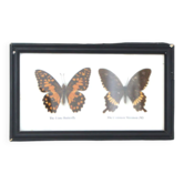 Cadre papillon