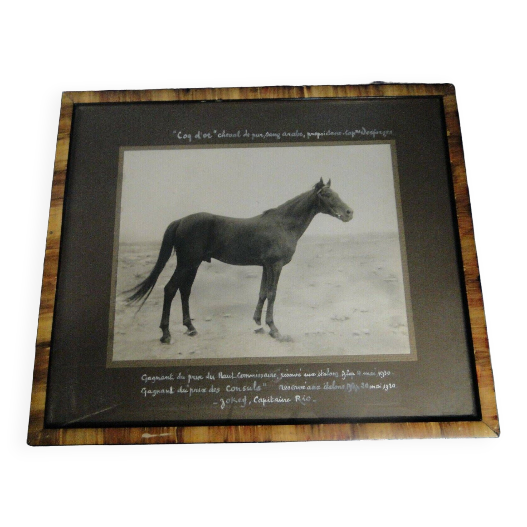 Old photograph of a purebred Arabian horse, Coq d'Or, circa 1930, Aleppo, Syria
