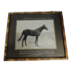 Photographie ancienne cheval Pur Sang Arabe Coq d'Or circa 1930 Alep Syrie