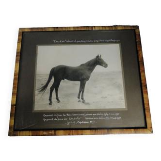 Old photograph of a purebred Arabian horse, Coq d'Or, circa 1930, Aleppo, Syria