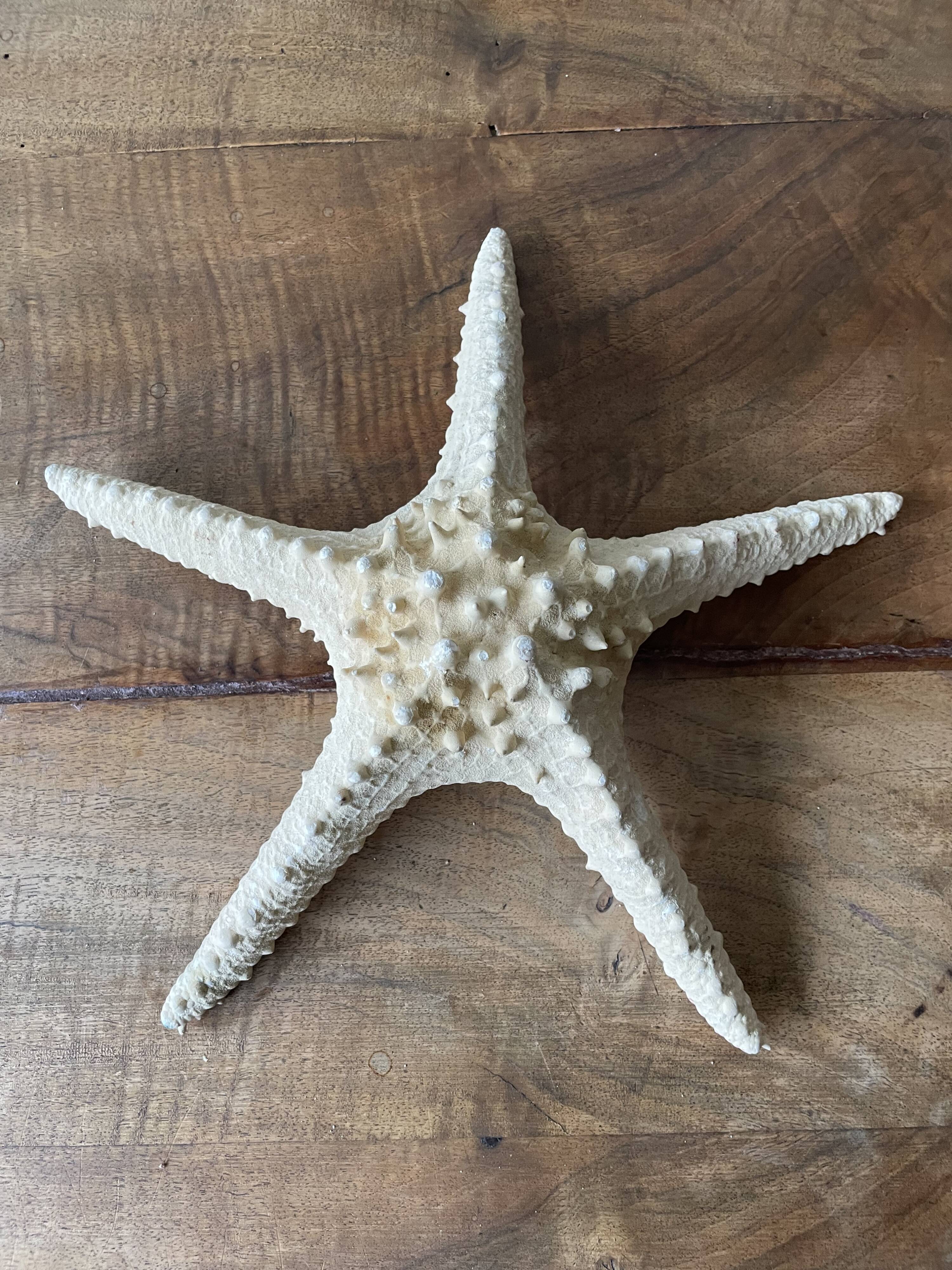 Starfish