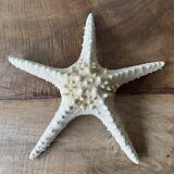Starfish