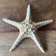 Starfish