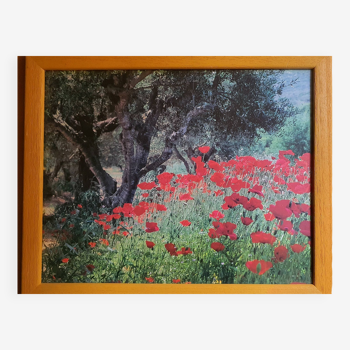 Photo sous verre cadre bois  "champ de coquelicots"