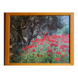 Photo sous verre cadre bois  "champ de coquelicots"