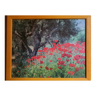 Photo sous verre cadre bois  "champ de coquelicots"