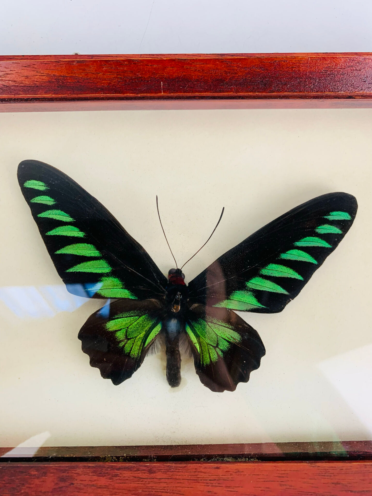 Framed butterfly Trogonoptera Drookiana, vintage