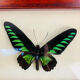 Framed butterfly Trogonoptera Drookiana, vintage