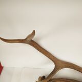 Paire de bois de cerf - vintage 1960-70