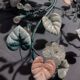 Murano glass and metal floral chandelier
