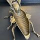 Vintage bronze fly ashtray Italy