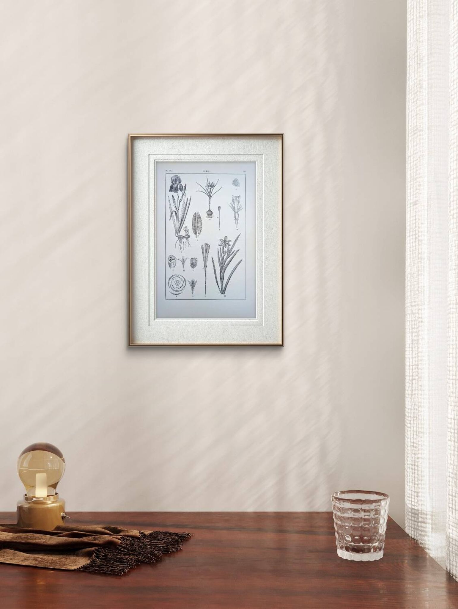 Printed in 1889, the Iridaceae (Iridaceae). Old botanical plate.