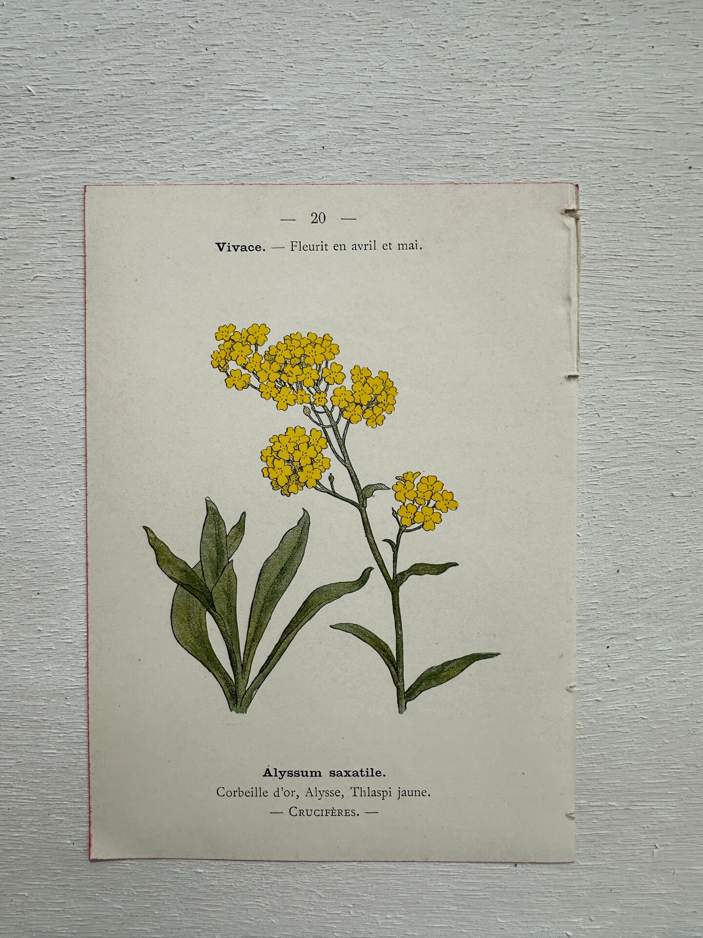 Botanical Plate 1800 Old Naturalist Engraving 19th Century Double-Sided