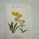 Botanical Plate 1800 Old Naturalist Engraving 19th Century Double-Sided