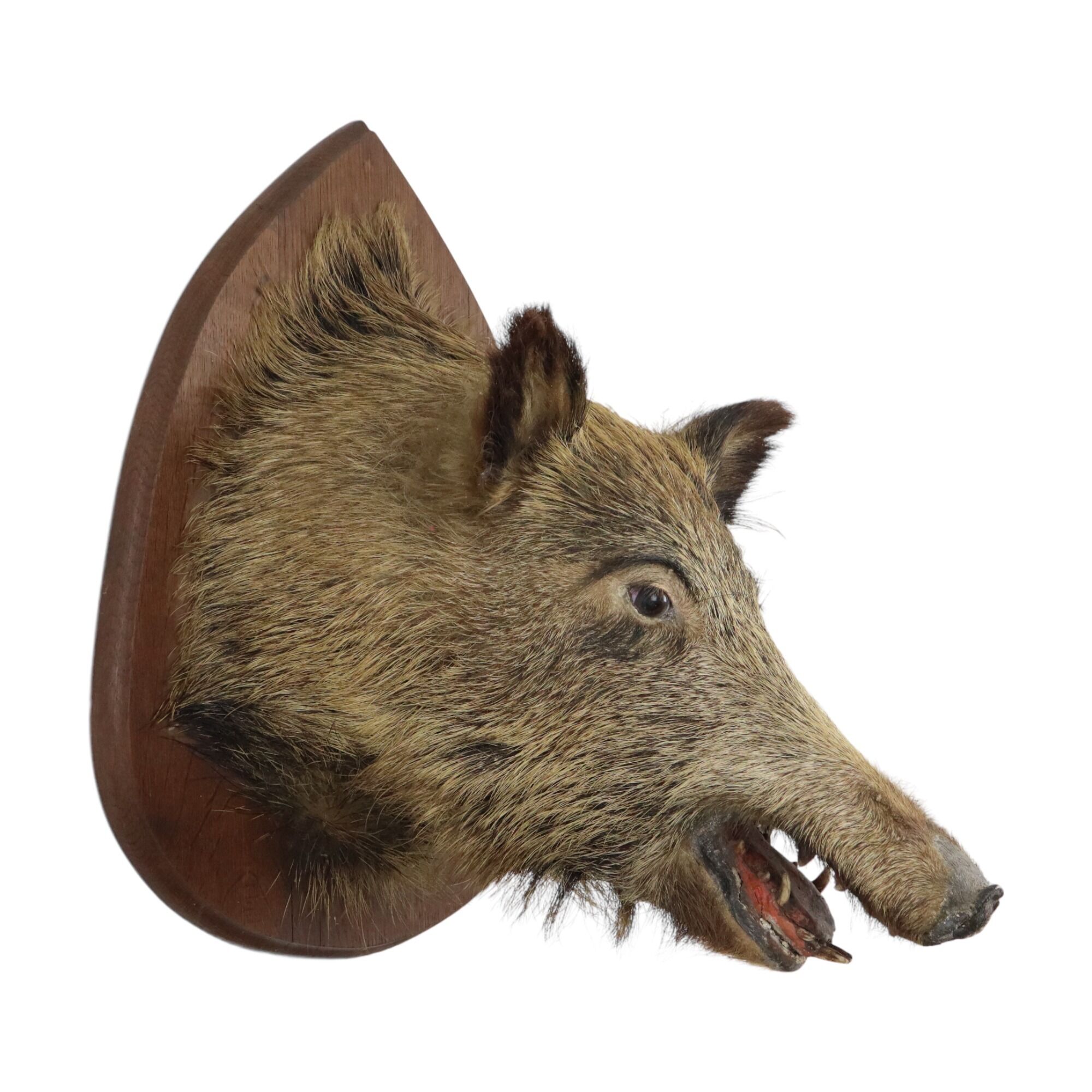 Wild boar head taxidermy wild boar bust stuffed animal 55cm