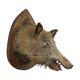 Wild boar head taxidermy wild boar bust stuffed animal 55cm