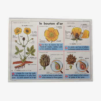 Ancienne affiche scolaire vintage botanique années 60 le bouton d'or l'escargot