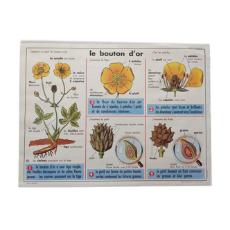 Old school poster vintage botanical 60s the golden button the snail
