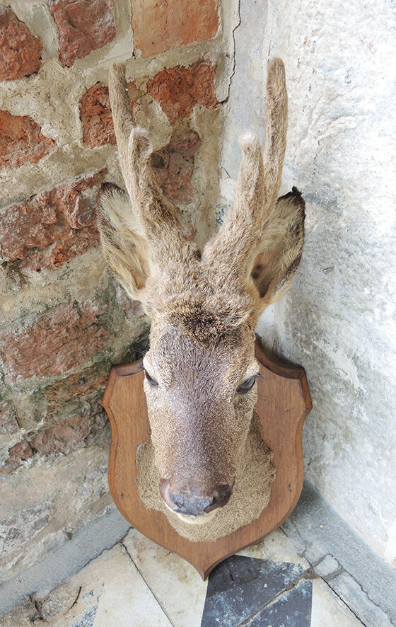 Former hunting trophy