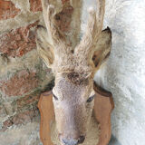 Former hunting trophy