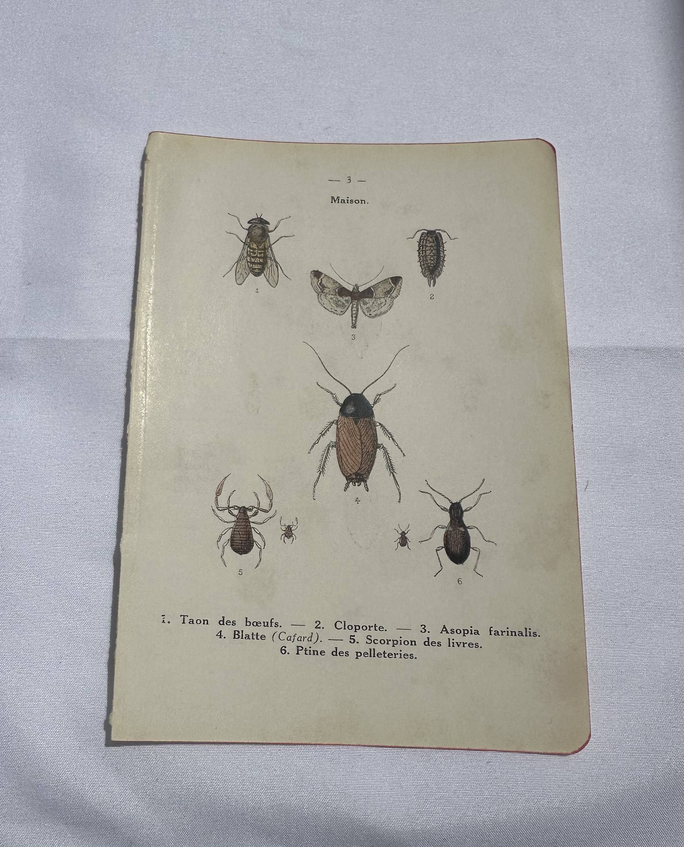 Naturalist plate insect France vintage botanical engraving