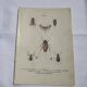 Naturalist plate insect France vintage botanical engraving