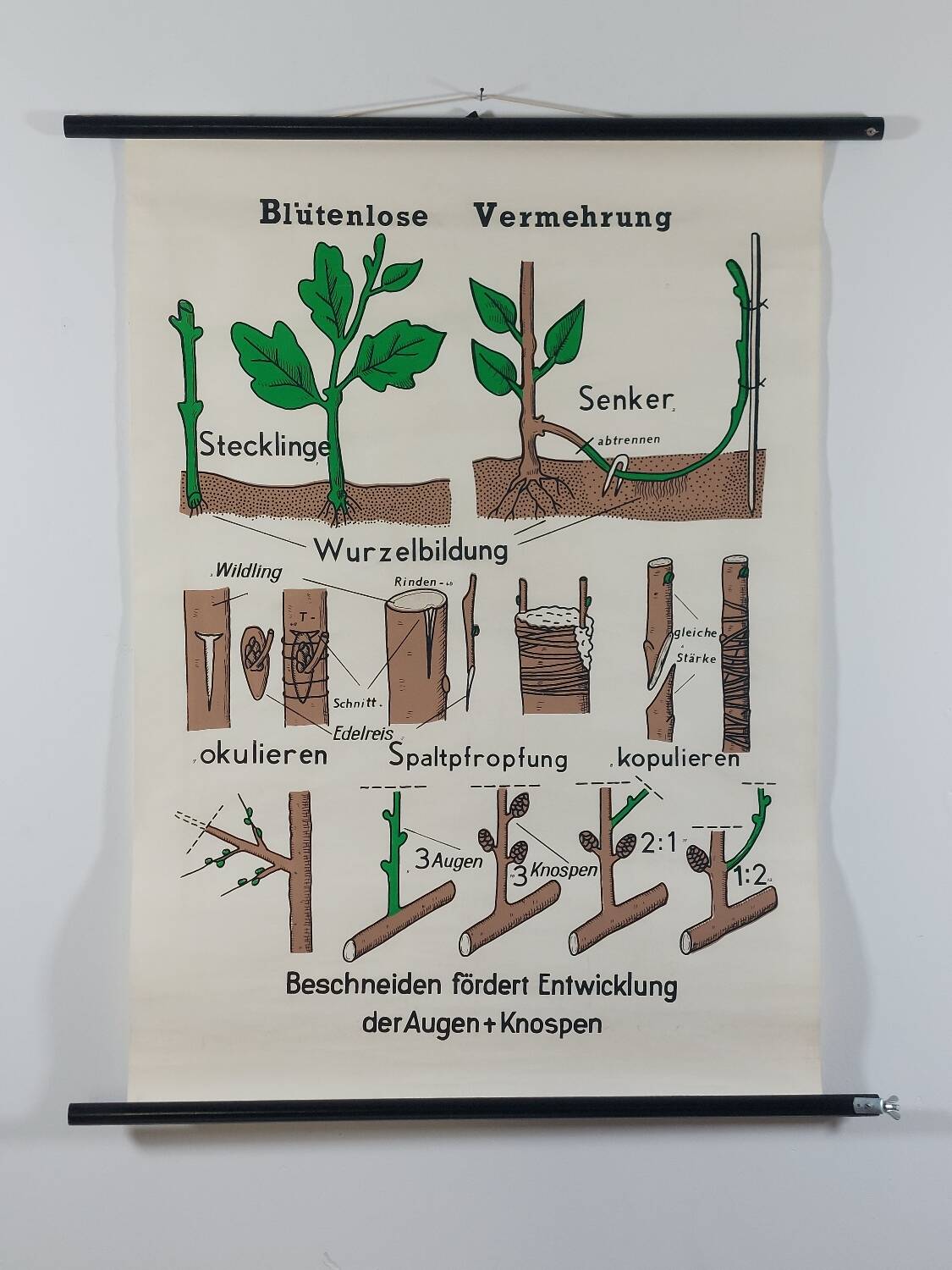 Vintage educational wall hanging roll chart biology plants