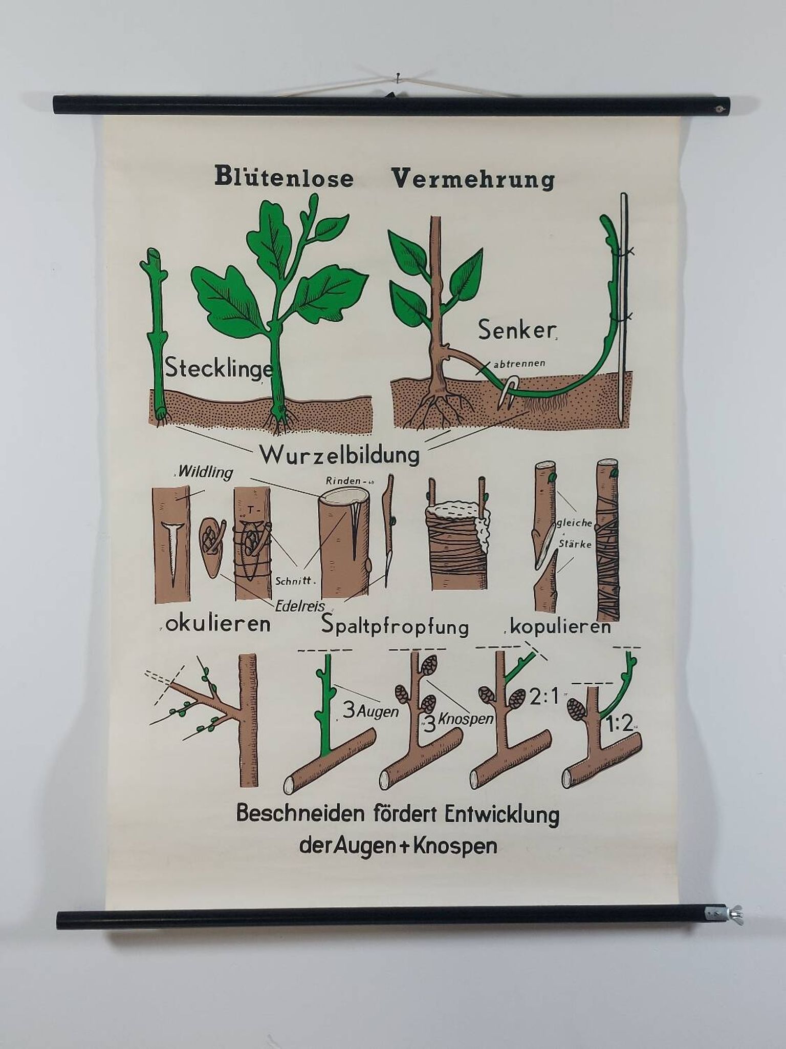 Vintage educational wall hanging roll chart biology plants
