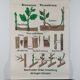 Vintage educational wall hanging roll chart biology plants