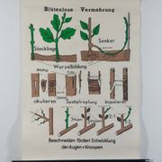 Vintage educational wall hanging roll chart biology plants