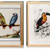 Set of two posters on birds reserved.
