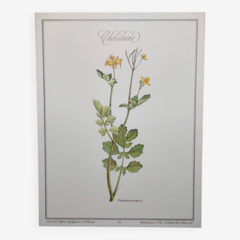 Floral engraving -Celandine- Botanical illustration of medicinal plants