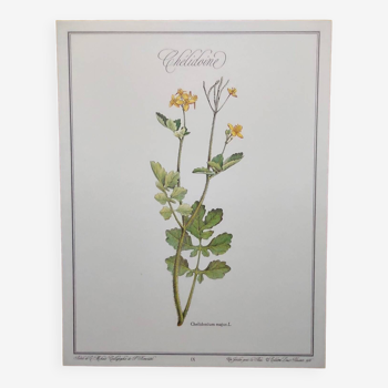 Gravure florale chélidoine illustration botanique de plantes médicinales