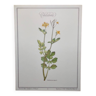 Gravure florale chélidoine illustration botanique de plantes médicinales