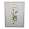 Floral engraving -Celandine- Botanical illustration of medicinal plants