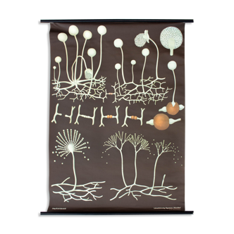 Displays educational biology nucor