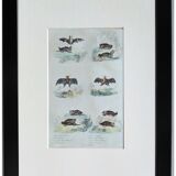 Planche Ornithologique originale " Chauve souris - Oreillard - &c... " Buffon 1836