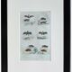 Original ornithological plate "Bat - Long-eared bat - &c..." Buffon 1836