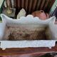 Cast iron planter Napoleon III lion's feet